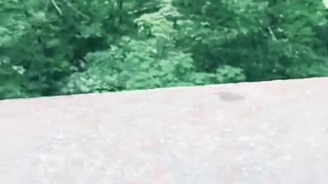 Top funny animal clip in the world