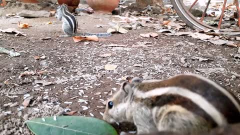 Stripe Squirrels