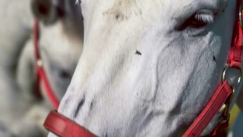 White Horse Standing in Front of Camera and Looks Around