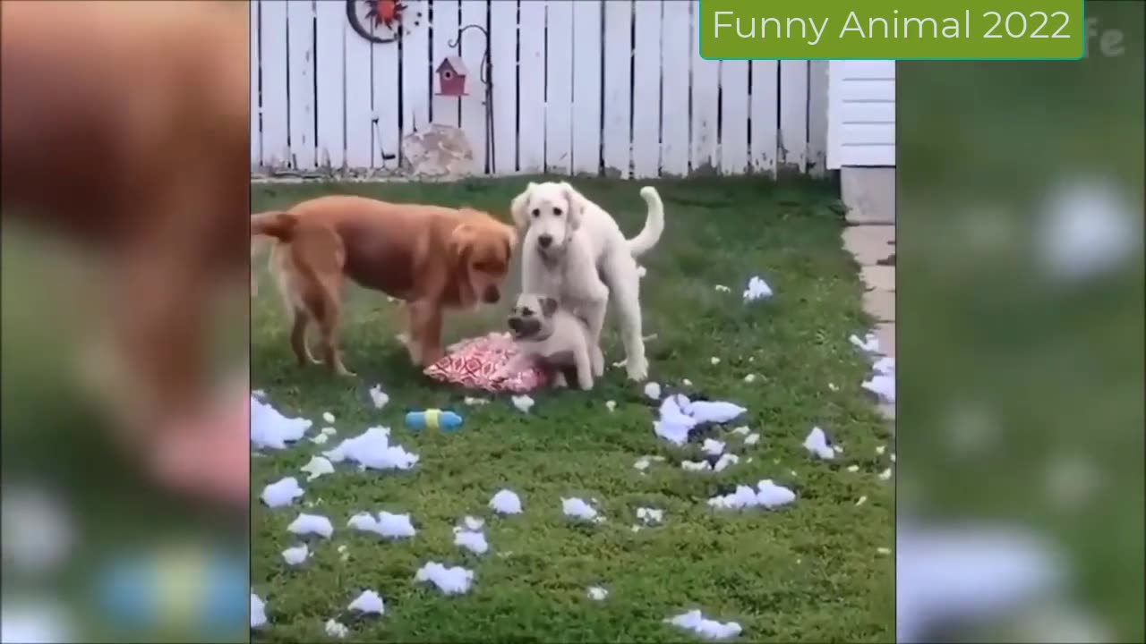 super funny compilation of animals video