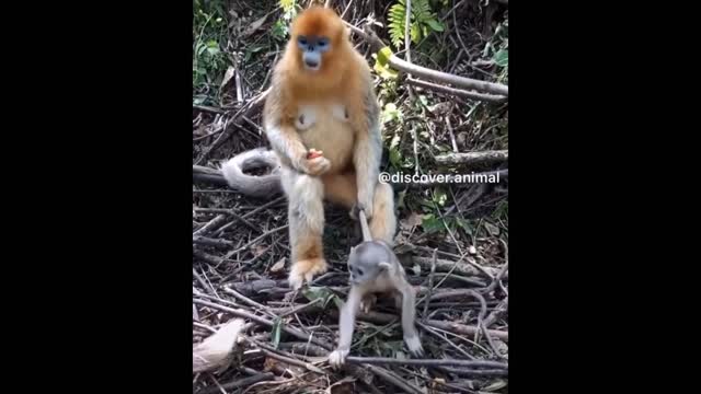 🐱Cutest baby animals🐱 videos compilation Cute moments of baby animals - Cutest Animals 😻 #1 #Cute