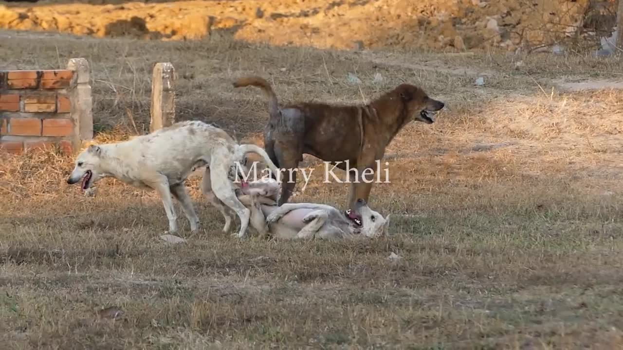 Dogs getting fight