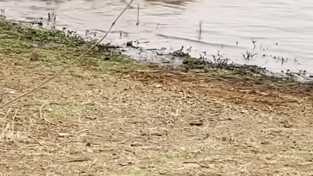 Crocodile Fights And Eats Crocodile