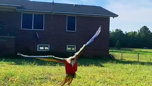 freeflight#macaw