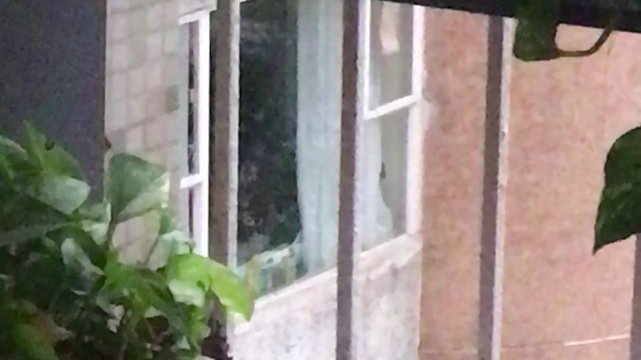 Sparrows visiting my balcony