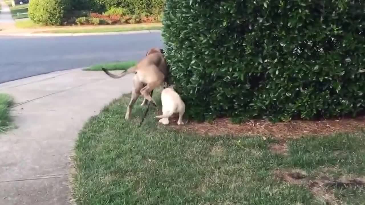 Dog walks puppy, accidentally gives him "surprise bath"