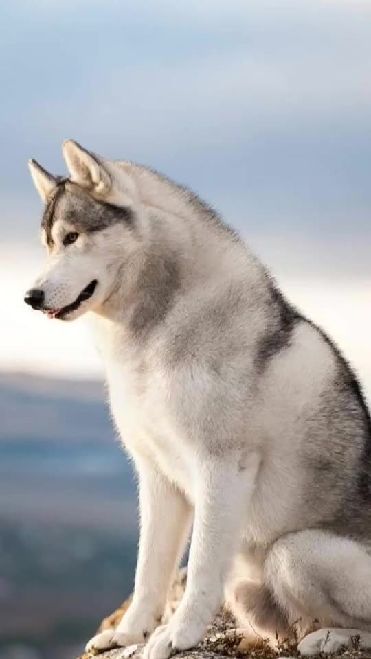 CUTE WHITE HUSKY DOG.