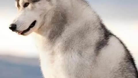 CUTE WHITE HUSKY DOG.