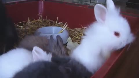 Small scale Bunny Has a Condition That Keeps It Tiny Forever – And We Are Completely in Love