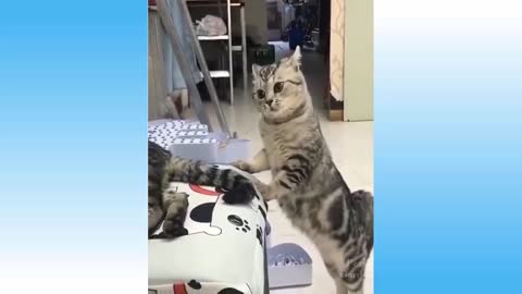 Top Funny Cat Videos Of The Weekly