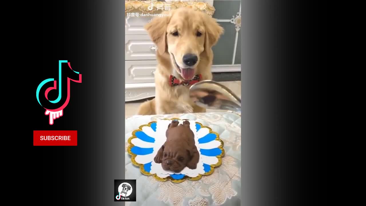 viral video pets cute funny dog