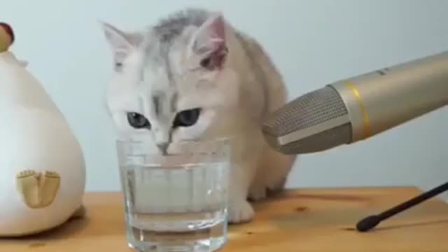 Cats training