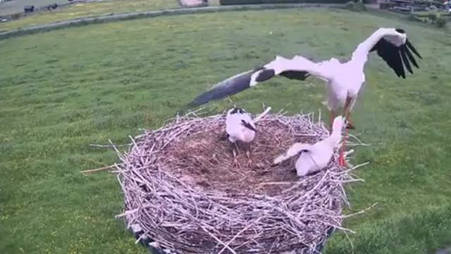 Each spring, the female stork lays 1 to 7 eggs.