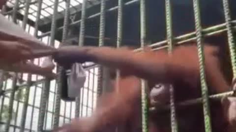 Tourist in Indonesia is attacked by gorillas in iron cage