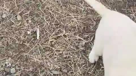 Playing with a cute puppy