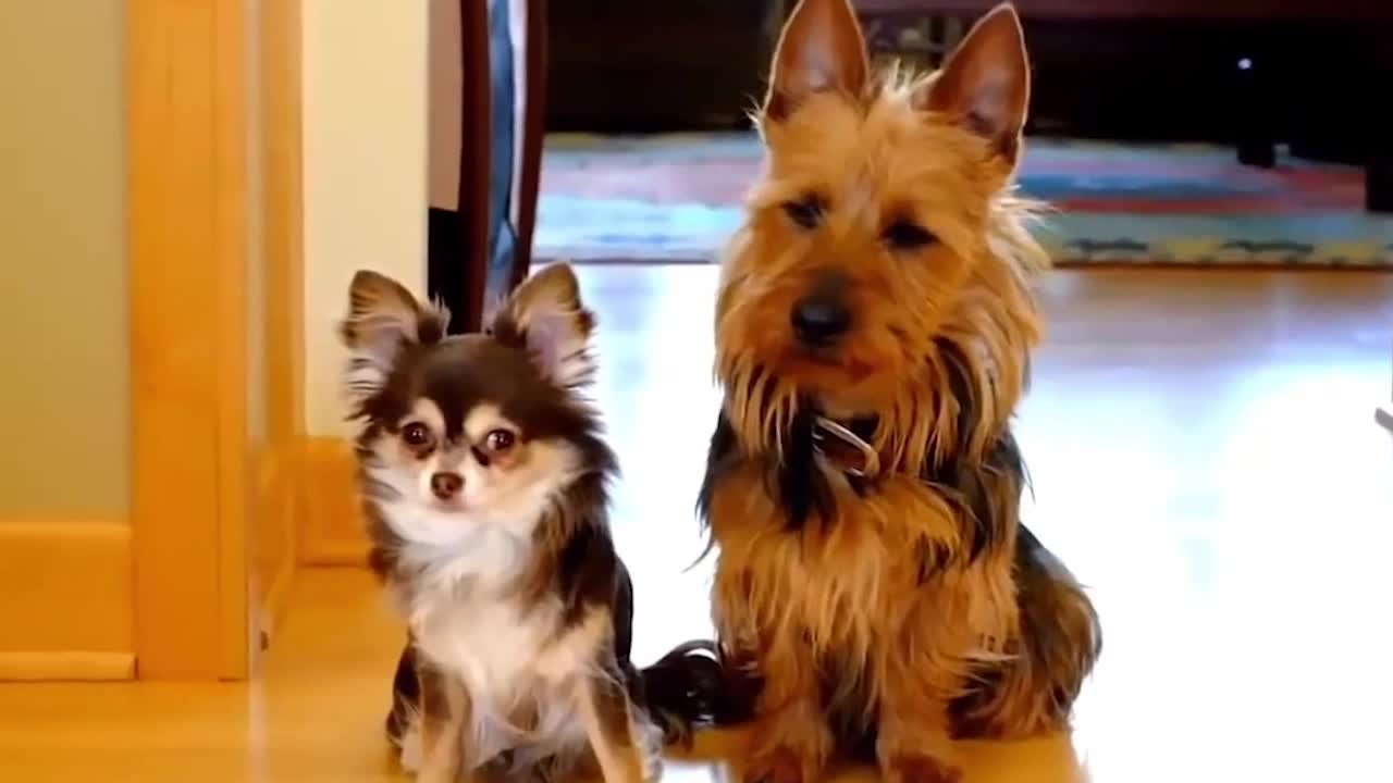 Funny DOGS ! #PART 5!