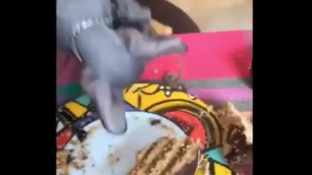 This Cat's Mind Is Set On Stealing Its Owner's Cake