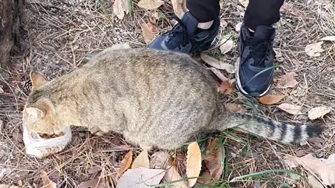 A very cute street cat 4