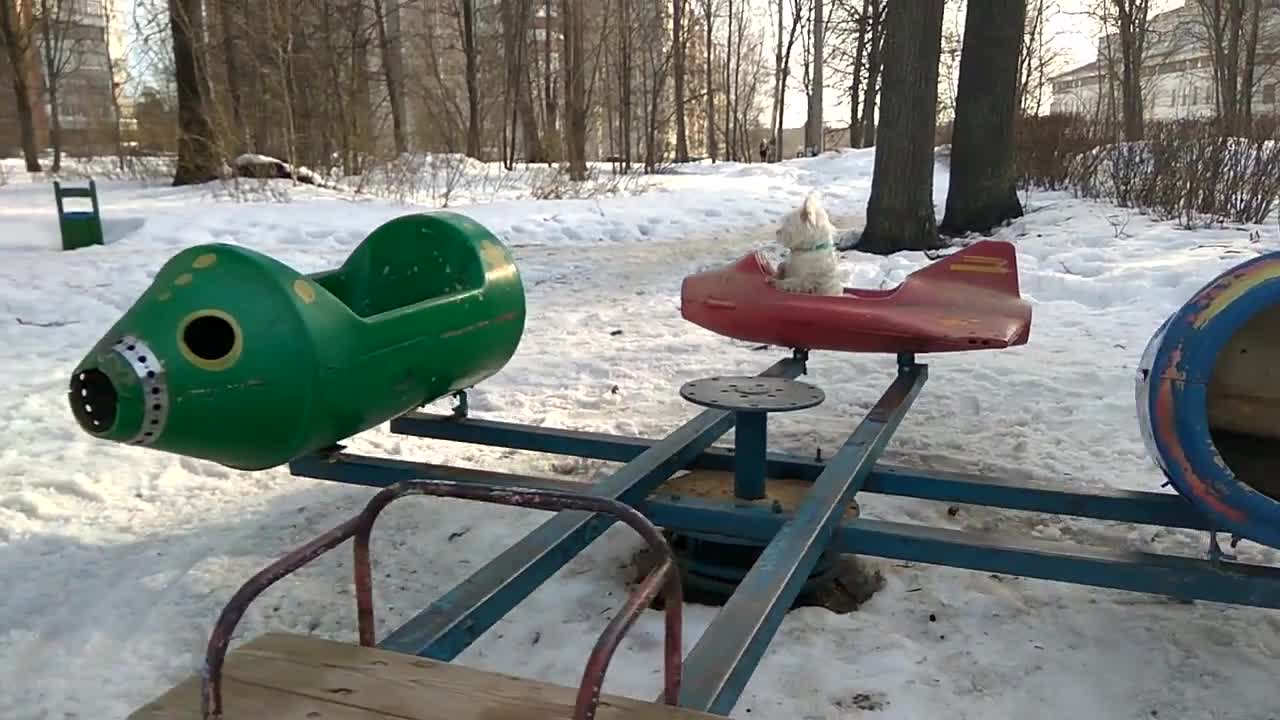 White dog playground red airplane