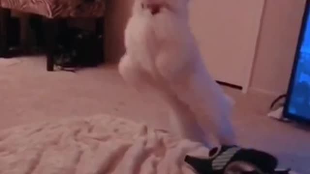 Westie catches toy in midair!!