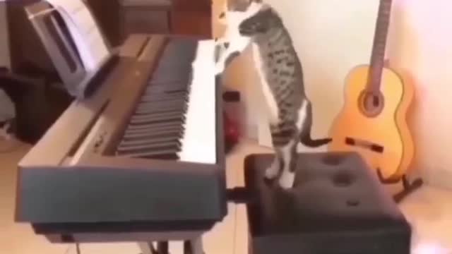 Musician cat😄😍