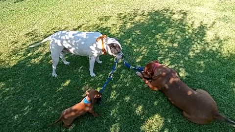 dogs playing