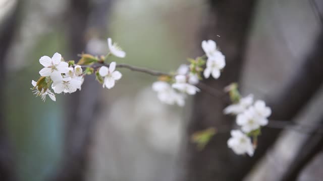 cherry blossoms swaying in the wind 3