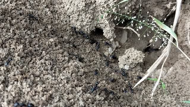 Building a new home natural world