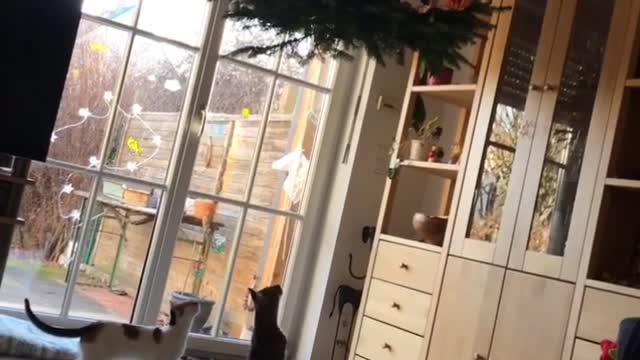 Hanging Christmas Tree Doesn't Deter Kitty