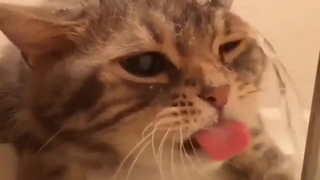 Funny and Cute Cat Videos #255