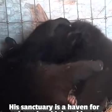 A BEAR-Y good life at Point Of View Farm 🧸❤️