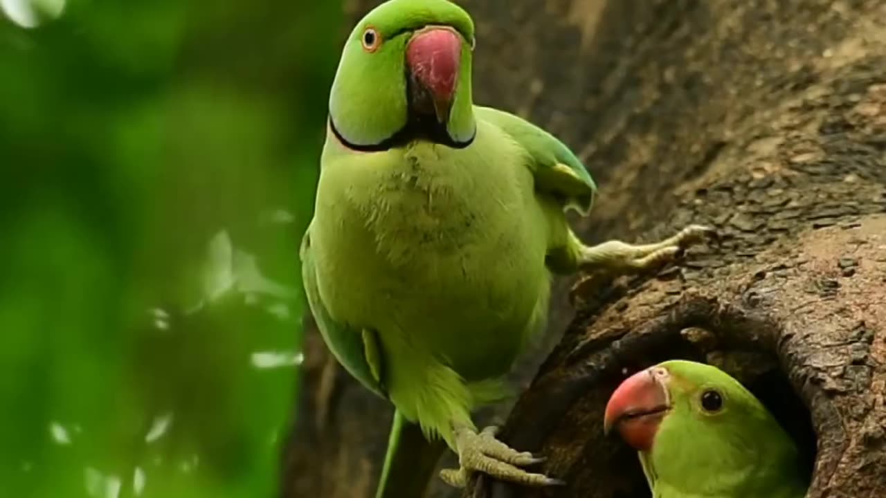 Chicks Careing by Parents 🦜