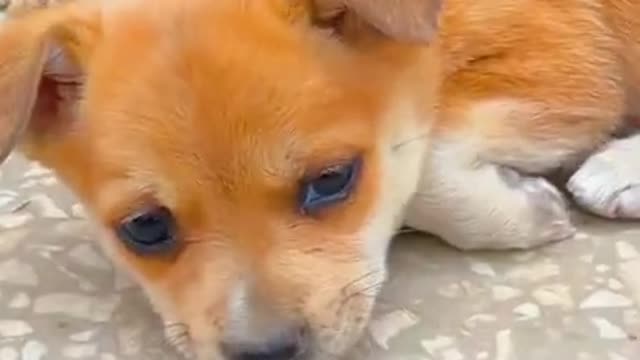 Funny animais dog videos