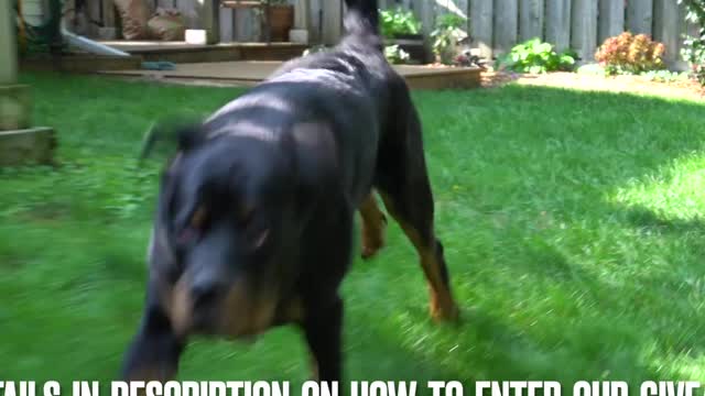 Rottweiler