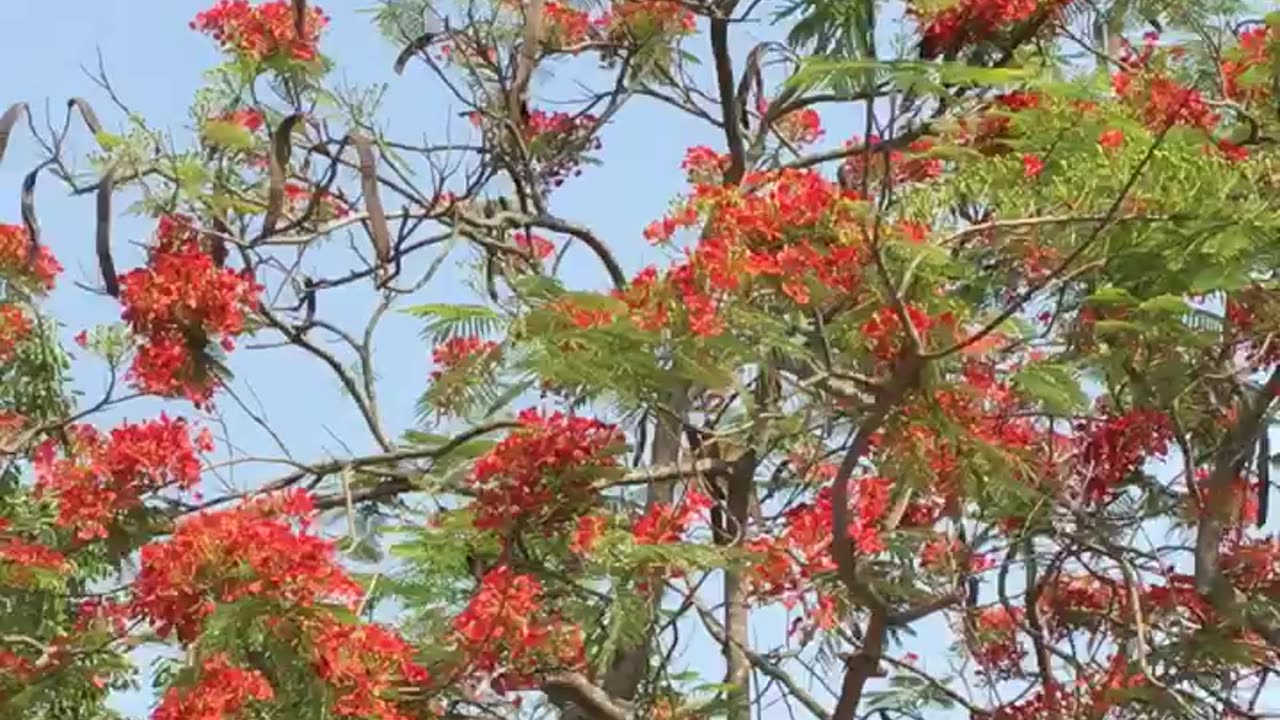 Beautiful tree in Bangladesh