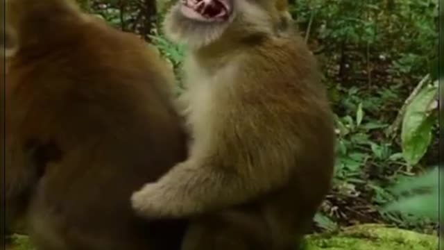 Laugh a lot with The funny moments of monkeys🐒😂