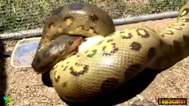 Enormous snake ... must watch