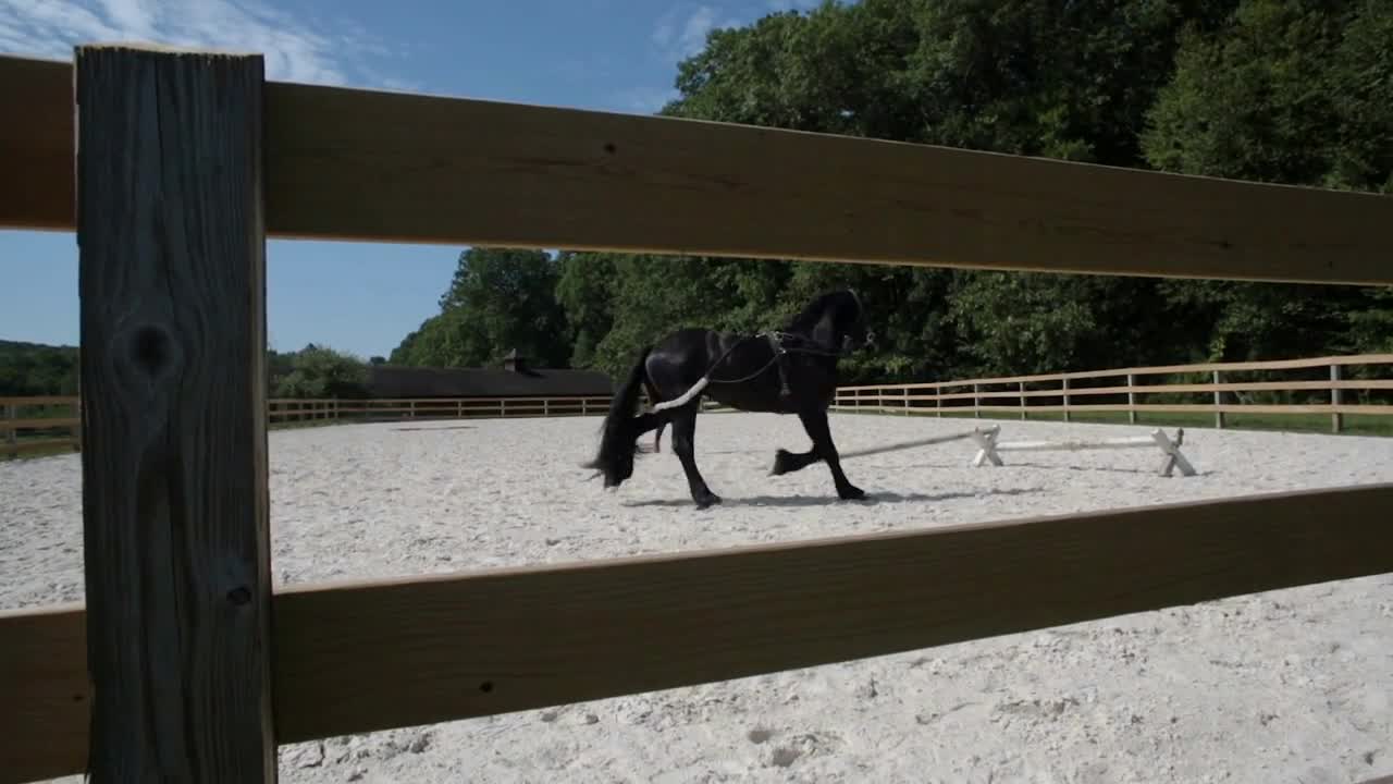 Young woman horse trainer trains Black Horse in outdoor Arena on a longe line