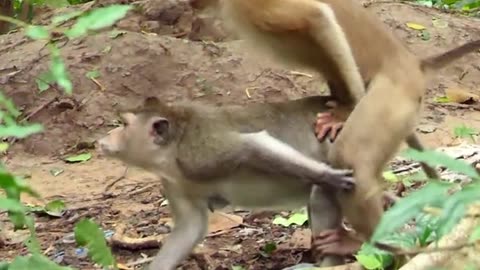 One Handed Monkey Ponko Viral Trending Funny Video in the USA 😂😂😂