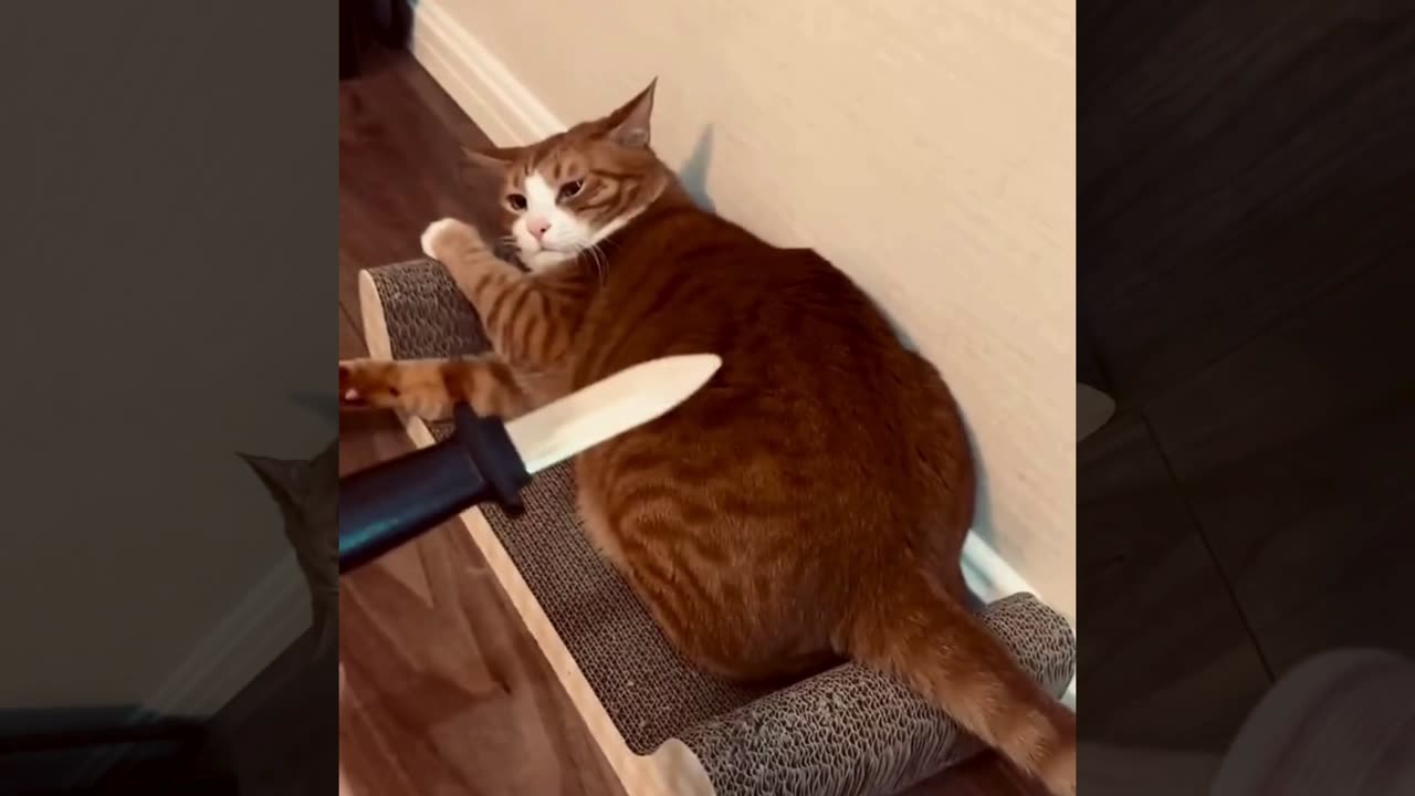 Cat did not like getting stabbed!
