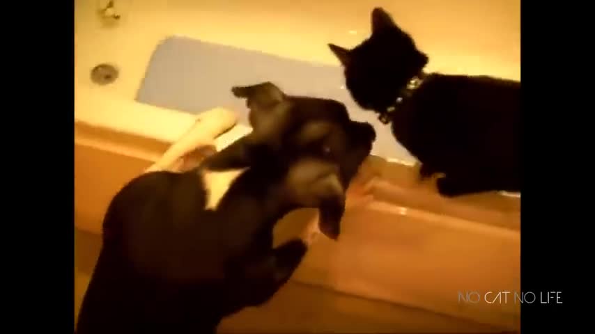 See how the dog threw the cat inside