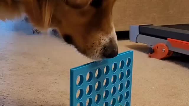 the dog is the best friend really I have a good time with him