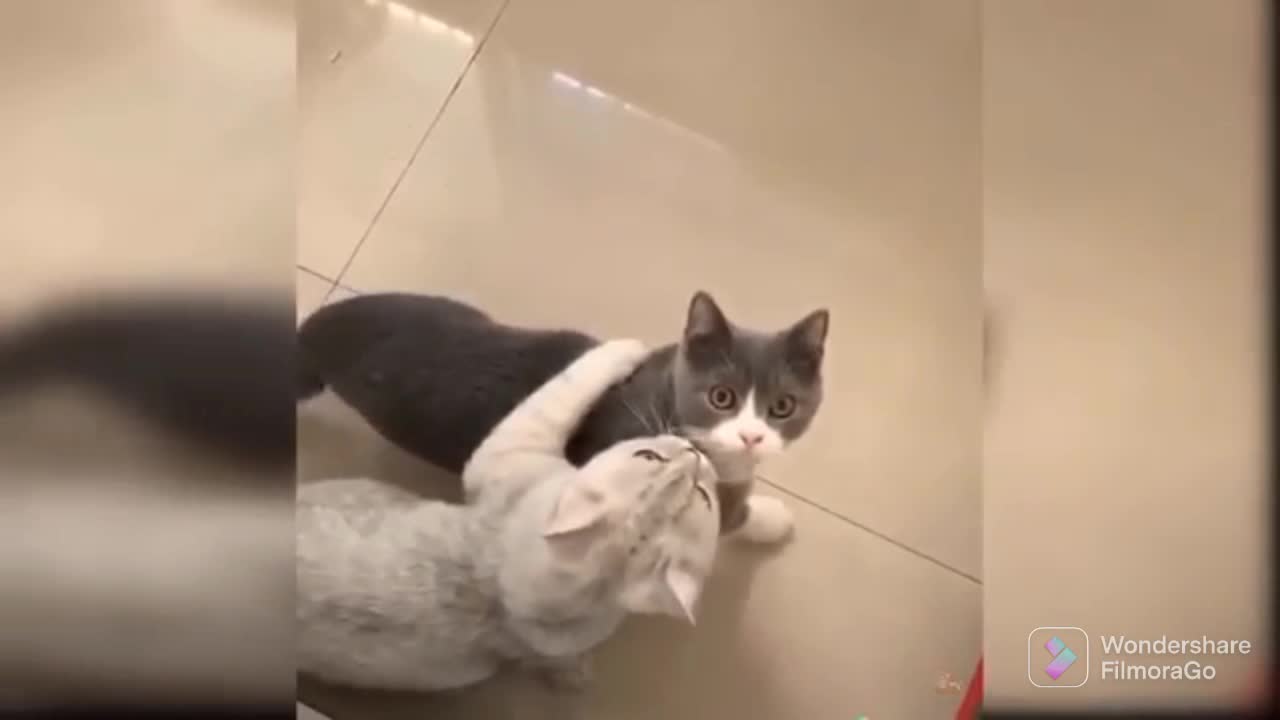 Baby Cats - Cute and Funny Cat Videos