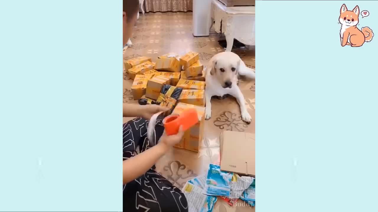 You will laugh at all the DOGS 🤣 Funny DOG Videos