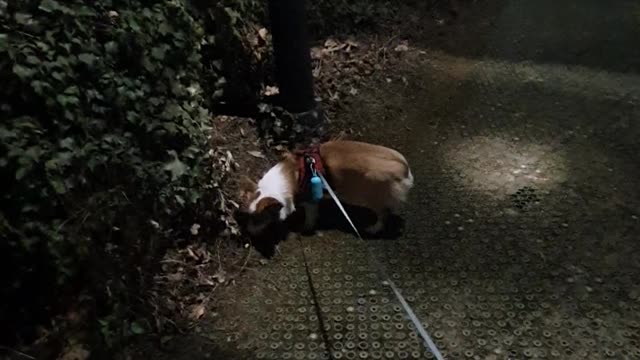 Walk your dog at night