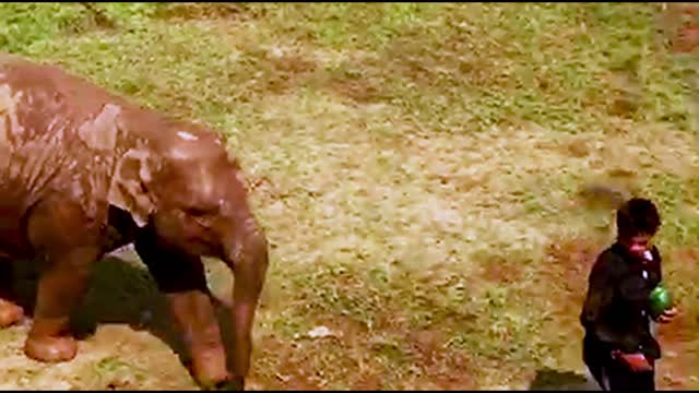 Baby elephant chases keeper to demand his watermelons