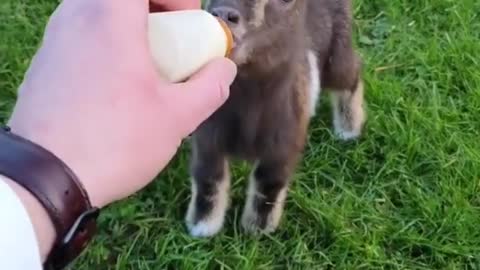 Goat drinking milk