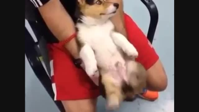 New Funny and Cute Dogs Videos Compilation 2021