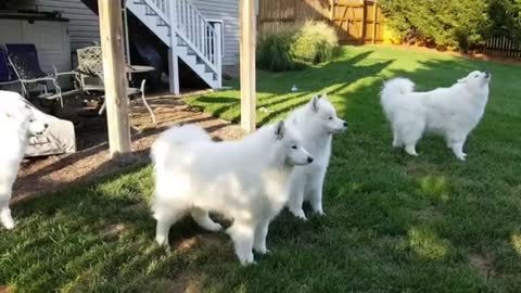 Singing Samoyeds. A true Barbershop Quartet. Bisco_batch