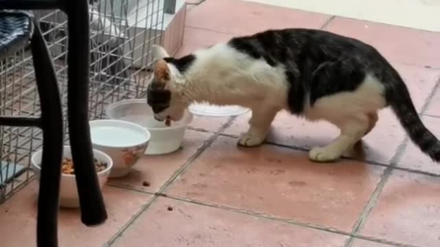 When it rains, I can only stay at home, and tease the cat with some flirting.